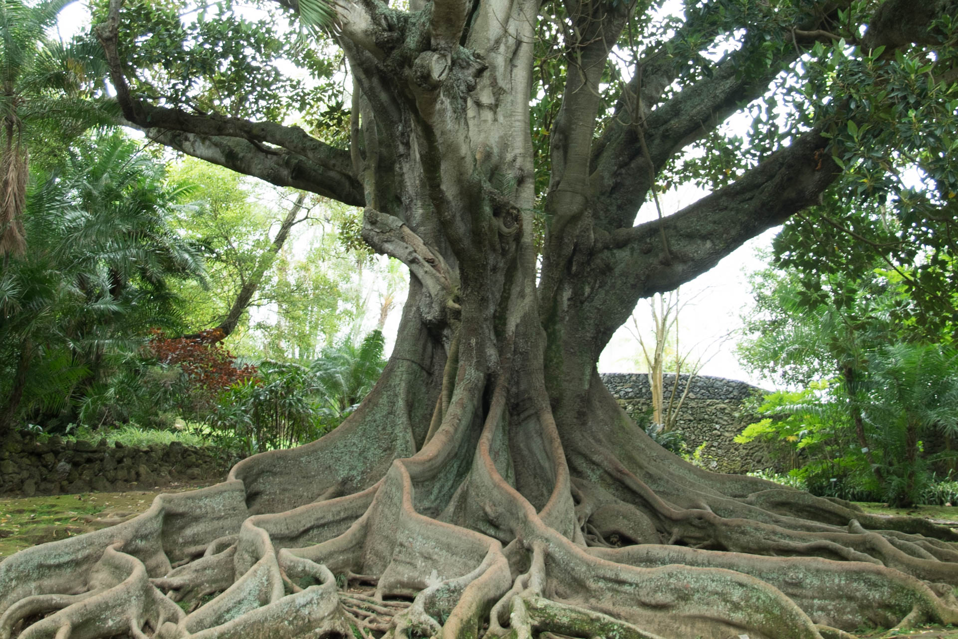 Sehr großer und sehr alter Ficusbaum