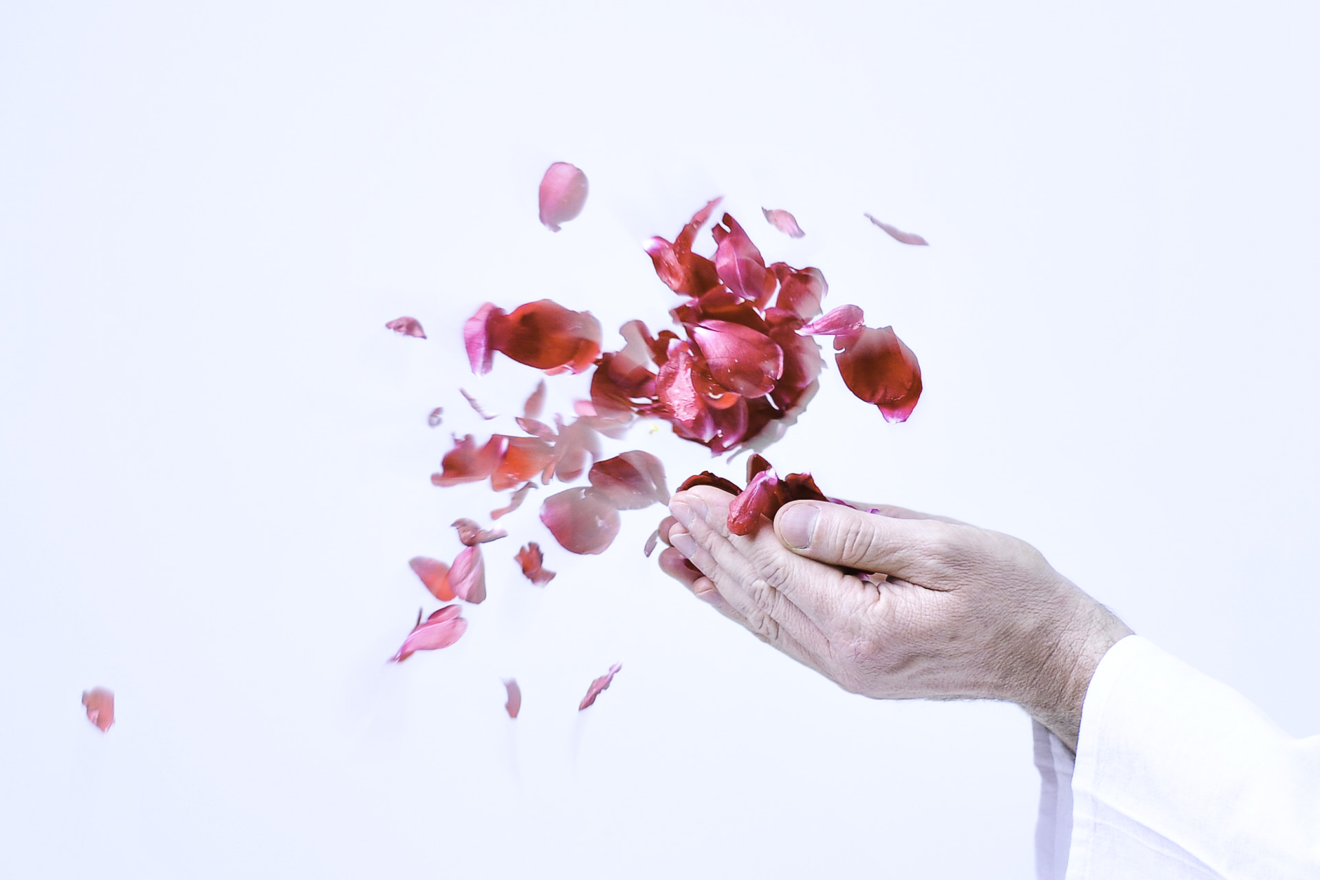 zwei Hände geformt als Schale und fliegende Rosenblätter