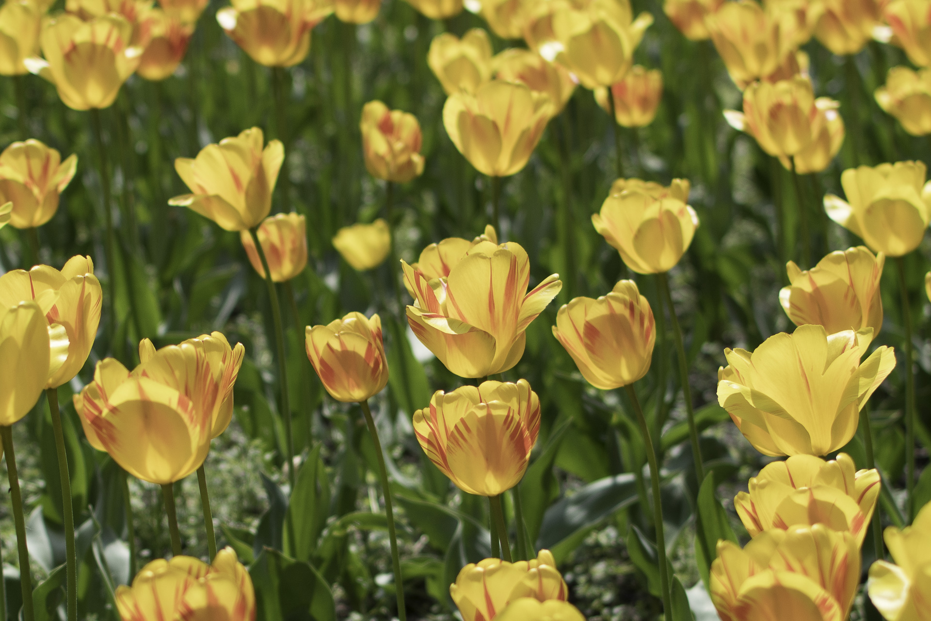 März Stimmung – Tulpenfeld mit gelb-rosa Blüten