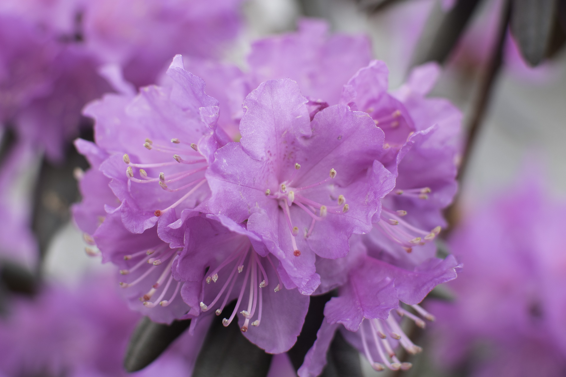 April Stimmung – Rhododendron pink