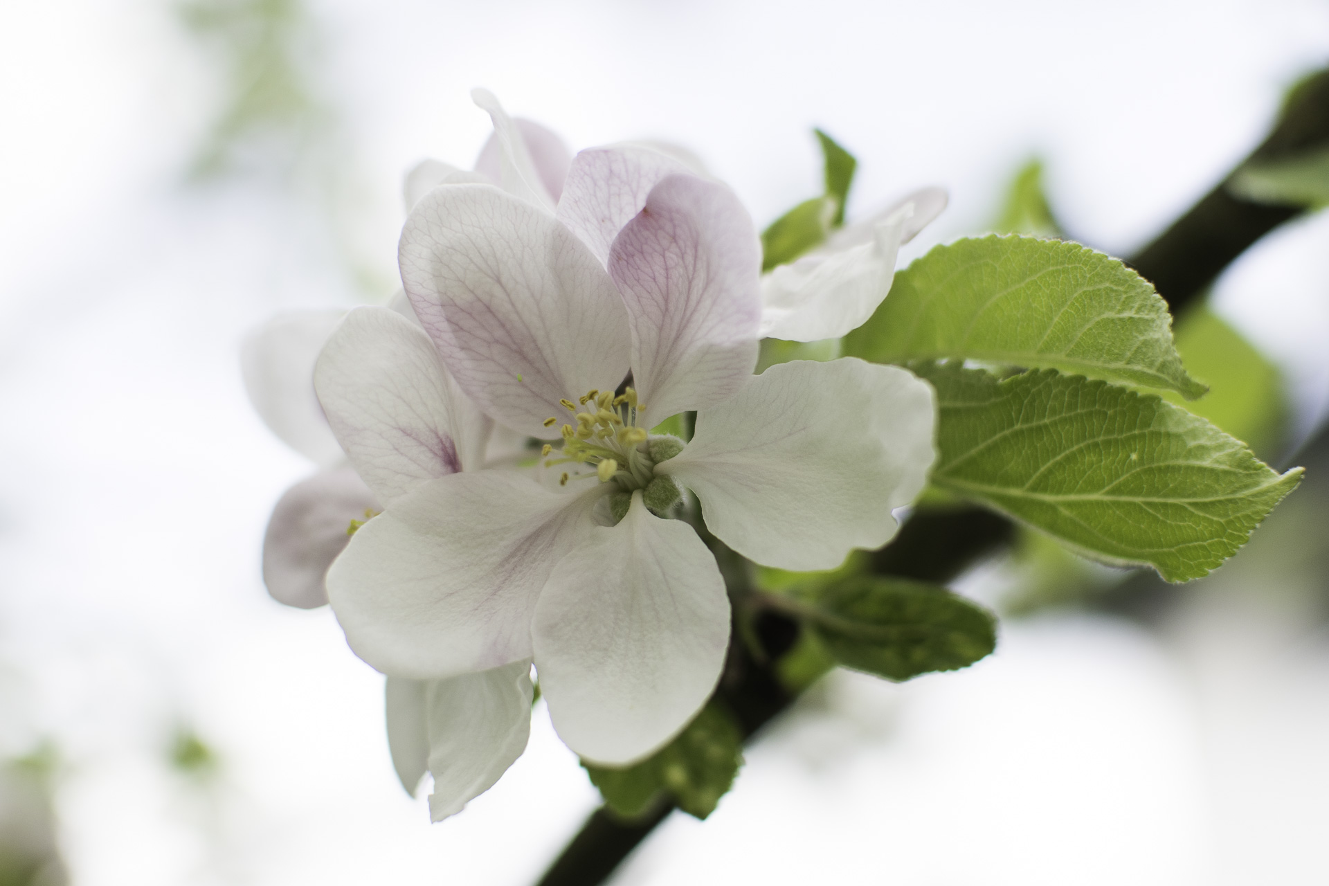 Mai Stimmung – Apfelblüte weiß