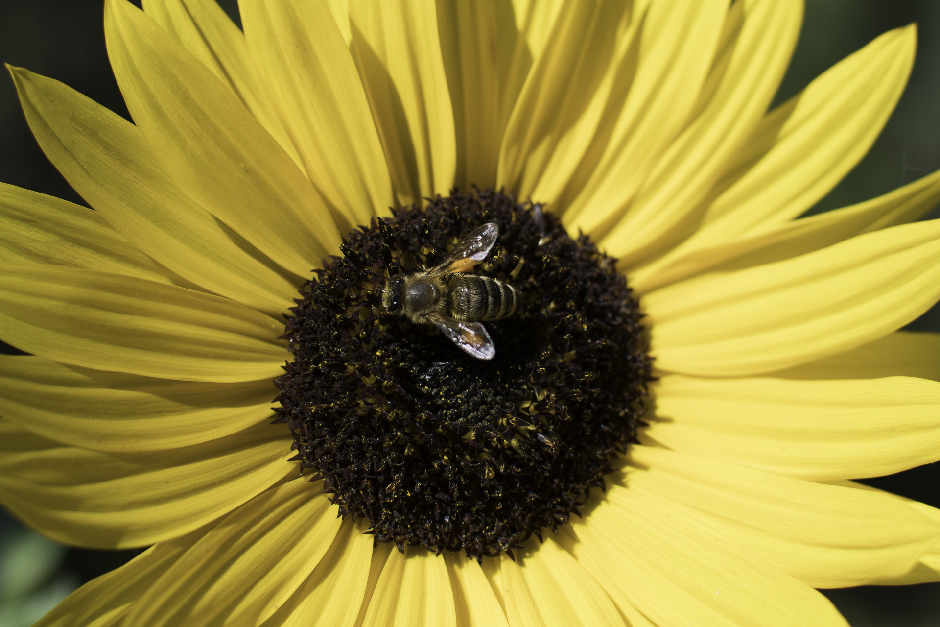 September Stimmung - Sonnenblumenblüte mit Biene