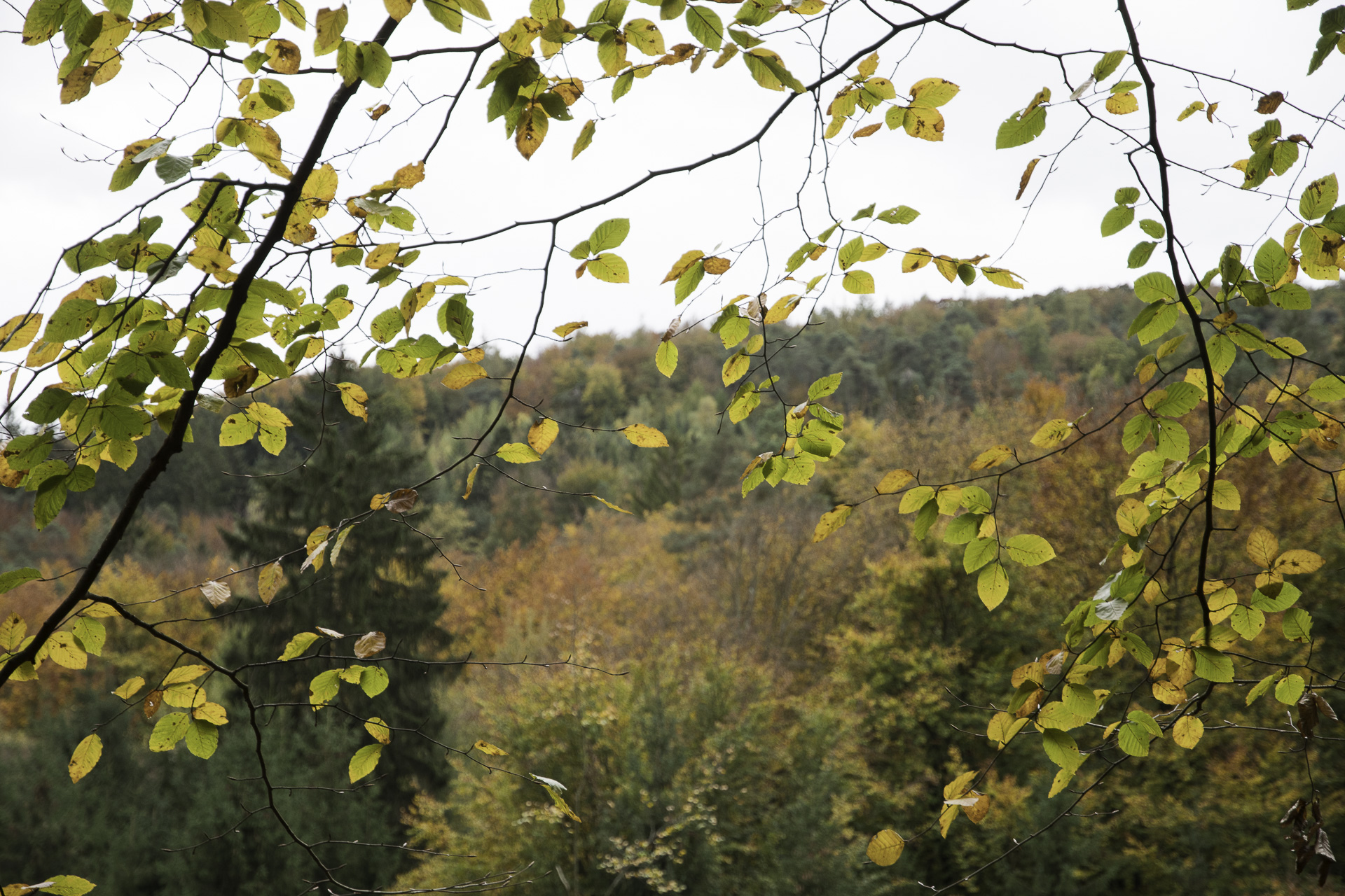 November Stimmung - Herbststimmung im Wald mit bunten Blättern im Sonnenlicht im Vordergrund und Bäumen in herbstlichen Farben im Hintergrund