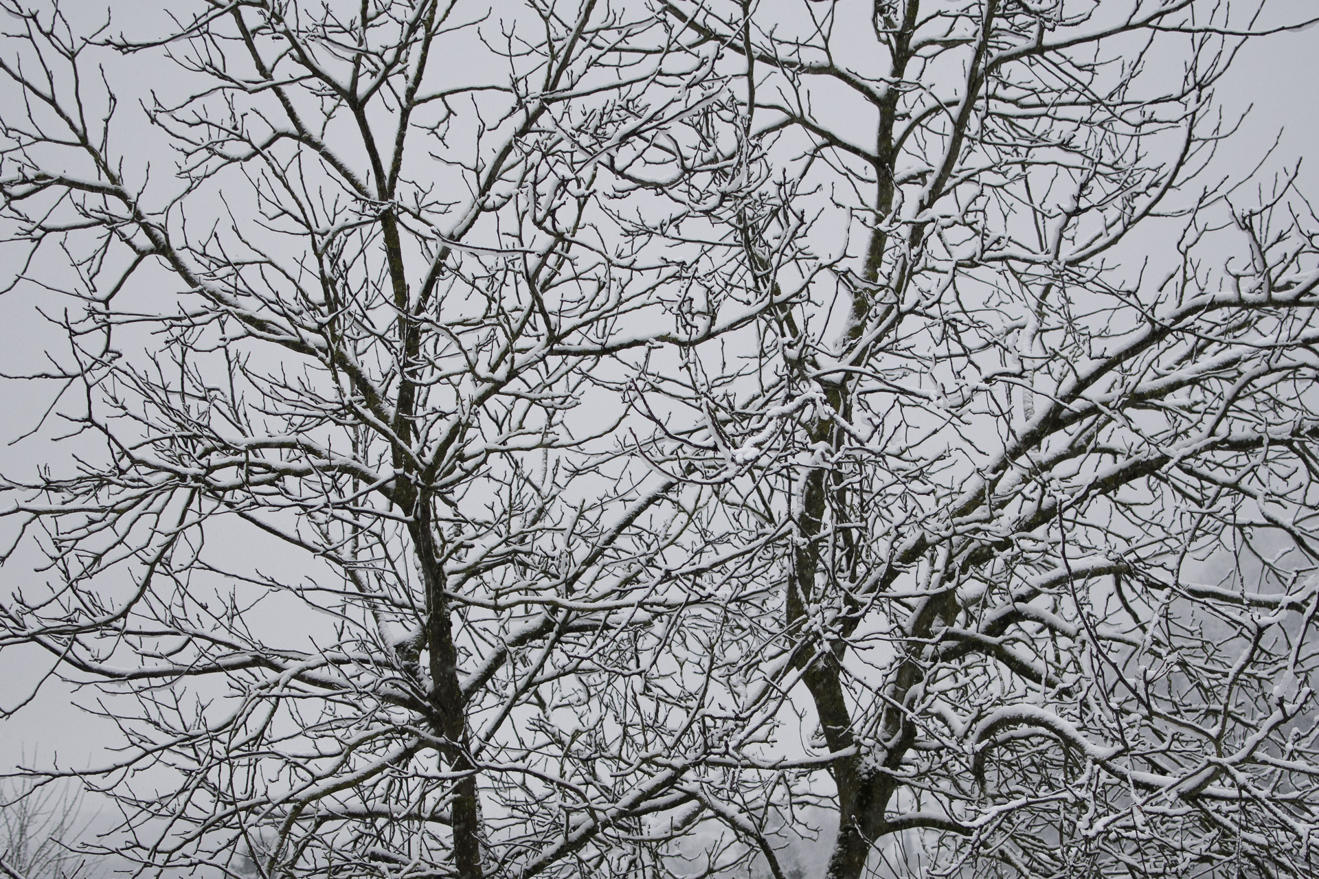 Dezember Stimmung - verschneiter Walnussbaum